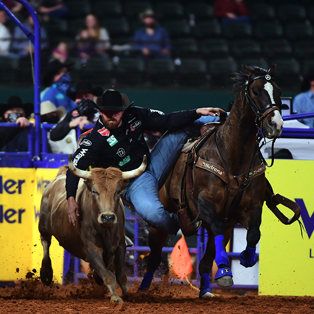 A cowboy competing in Steer Wrestling hanging off his horse and about to jump to wrestle the steer in the rodeo arena.